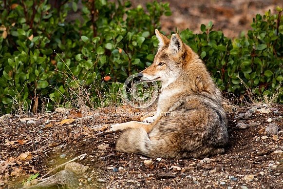 Wild Coyote