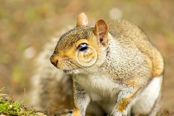 Grey Squirrel - Inquisitive