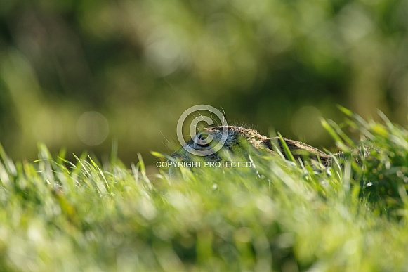 Hare