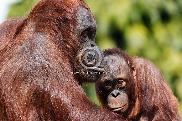 Bornean Orangutan and Baby