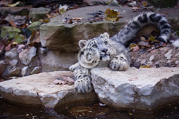 Snow leopard Snow leopard