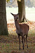 Red Deer