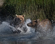 Sow chasing a young male in the water