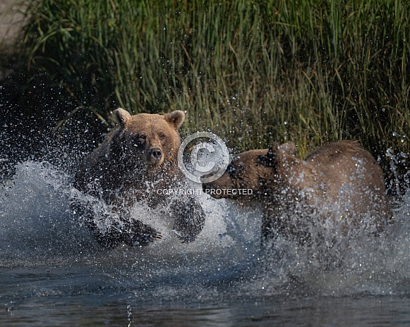 Sow chasing a young male in the water Sow chasing a young male in the water