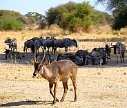 Common Waterbuck In Serengeti National Park