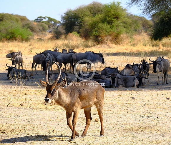 Common Waterbuck In Serengeti National Park