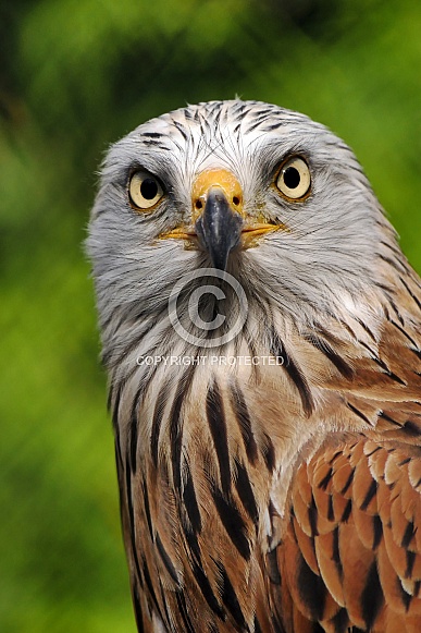 Red Kite Red Kite