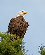 Bald Eagle