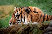Sumatran Tiger