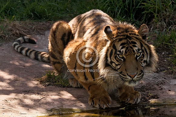 Sumatran Tiger Looked At Camera Full Body