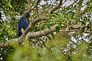 Hyacinth macaw in the nature habitat