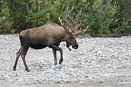 The moose or elk (Alces alces)