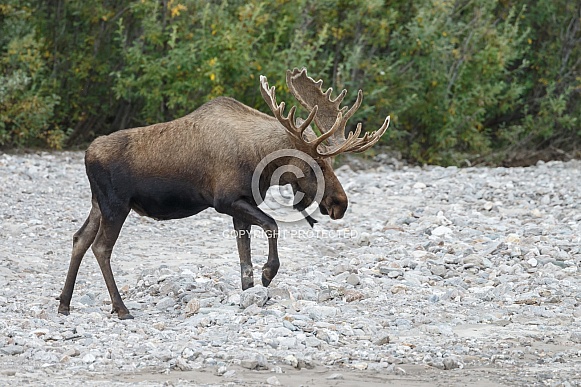 The moose or elk (Alces alces)