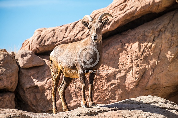 Big Horned Sheep