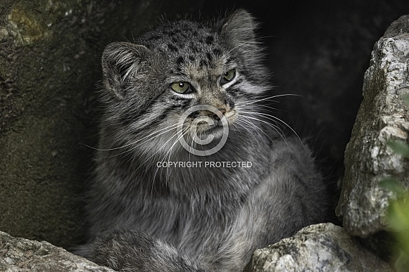 Manul/Pallas Cat In Rocky Cave