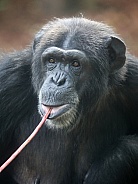 Chimpanzee (Pan troglodytes)