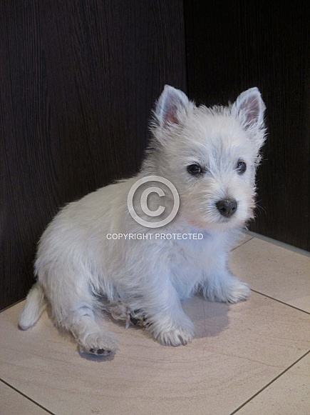 West Highland White Terrier Puppy