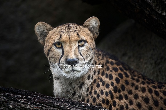 Cheetah Cheetah
