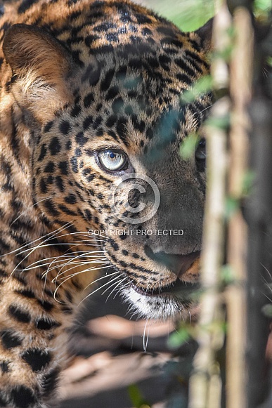 African leopard cub