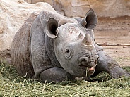 Rhino