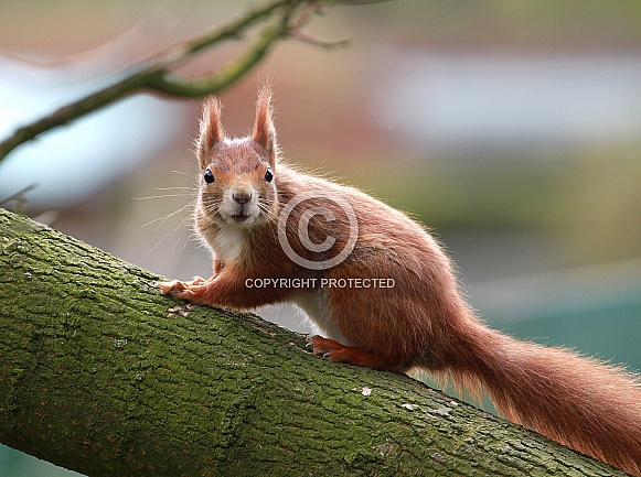 Red Squirrel