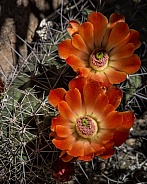 Claret Cup