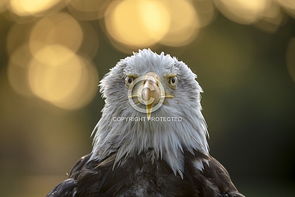 Bald eagle (Haliaeetus leucocephalus) Bald eagle (Haliaeetus leucocephalus)