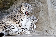 Snow Leopard and cub