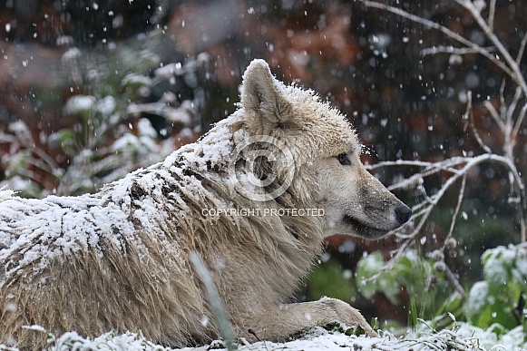 Hudson Bay wolf