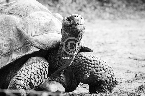 Galapagos Tortoise