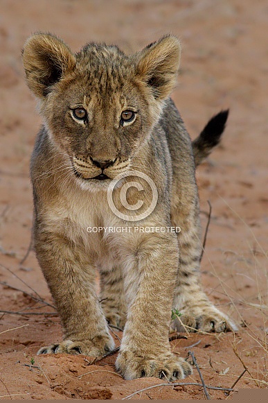 Lion cub Lion cub