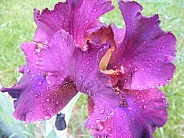 Magical Iris
