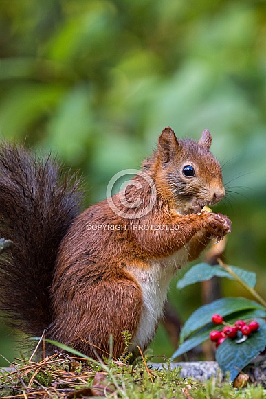 Red Squirrel