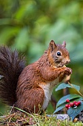 Red Squirrel