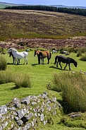 Wild Dartmoor Ponies