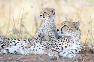 Cheetah mom & cub