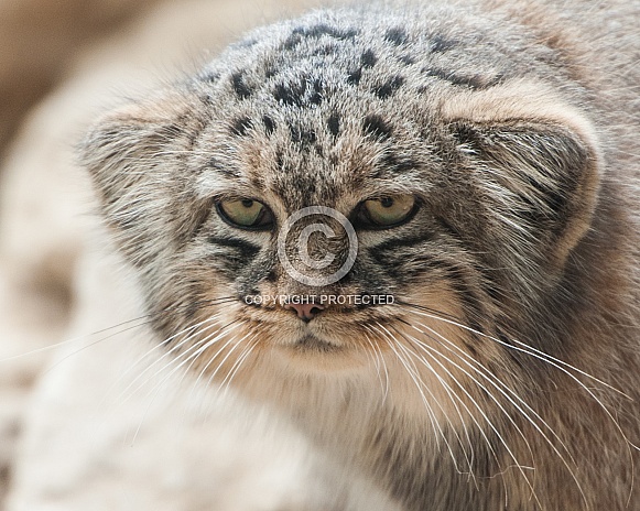 Pallas Cat head profile Pallas Cat head profile