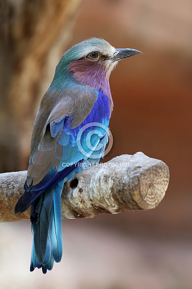 The lilac-breasted roller (Coracias caudatus) The lilac-breasted roller (Coracias caudatus)