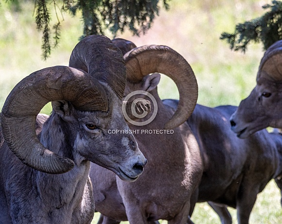 Big Horn Rams