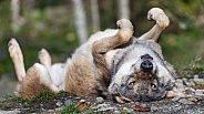 Wolf upside down