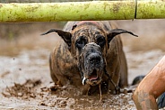 Muddy great Dane going under an obstacle in a mud race