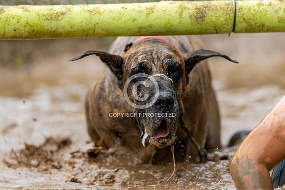 Muddy great Dane going under an obstacle in a mud race