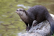 Asian small-clawed otter (Aonyx cinereus)