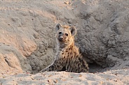 Young hyena stands at its den