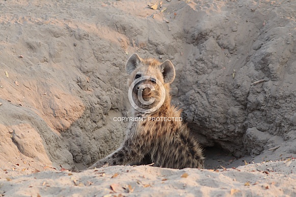 Young hyena stands at its den