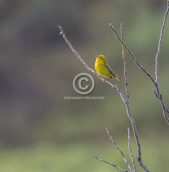 Yellow Warbler Singing for a Mate