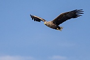 White tailed eagle or European Eagle
