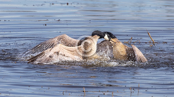 Canada Goose Fight Canada Goose Fight