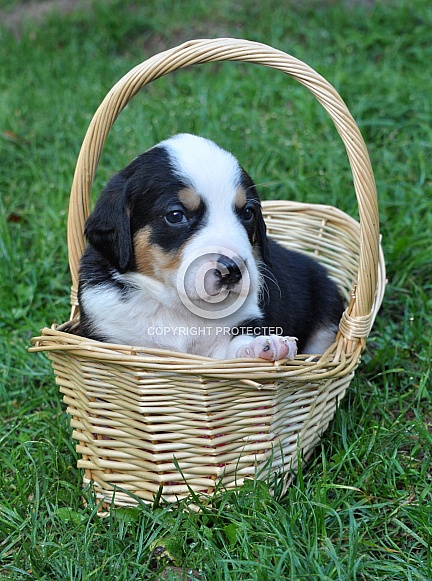Bernese Mountain Dog Puppy