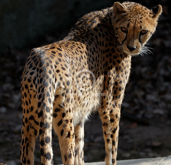 cheetah looking